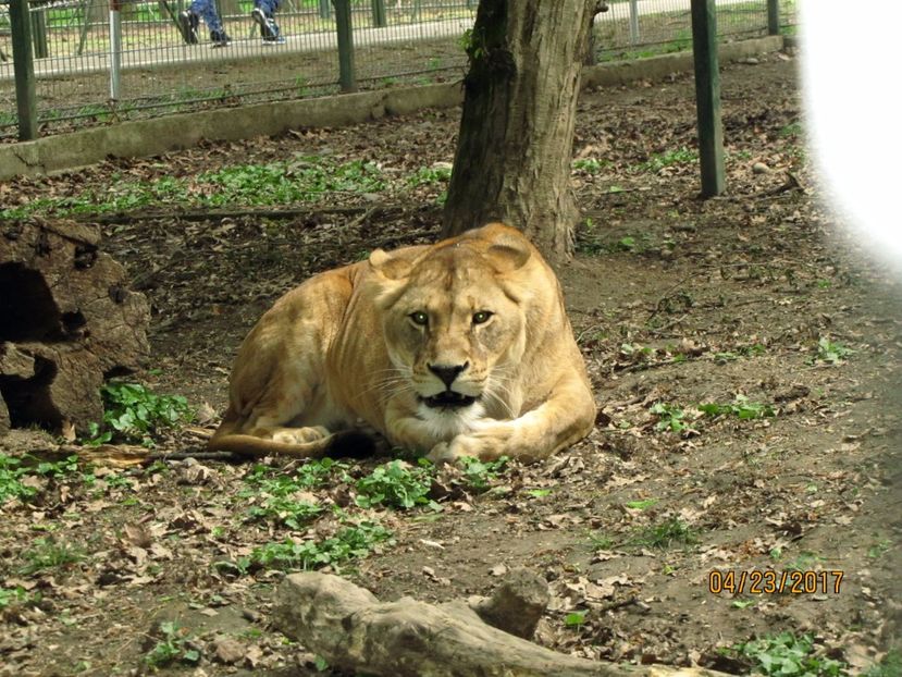 - Zoo Targu Mures