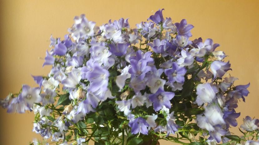  - CAMPANULA