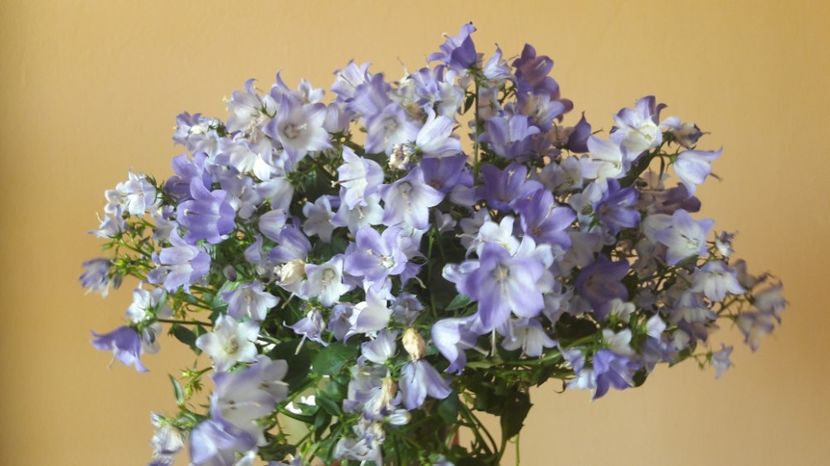  - CAMPANULA