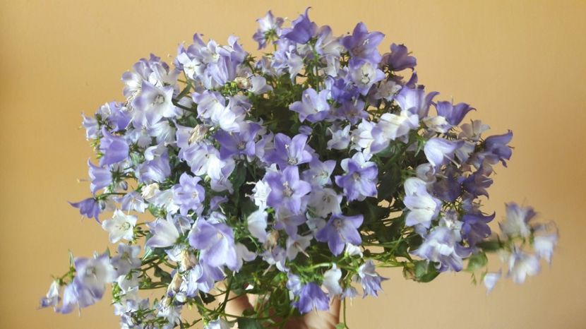  - CAMPANULA