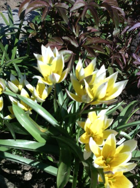  - 01-Flori din curtea mea 2017