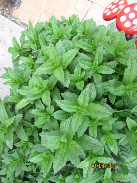  - DIN GRĂDINA DE FLORI ȘI LEGUME - 2017