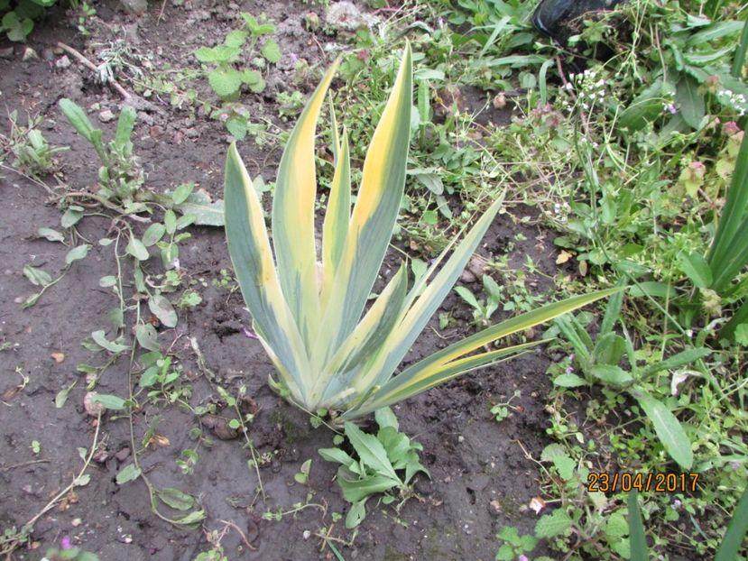  - DIN GRĂDINA DE FLORI ȘI LEGUME - 2017