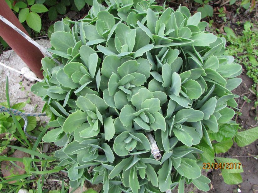  - DIN GRĂDINA DE FLORI ȘI LEGUME - 2017