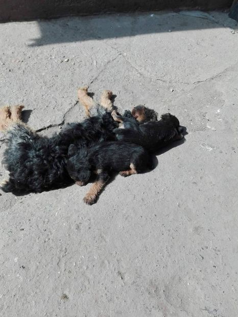 18110178_1321134861302880_929600380_o - fox terrier