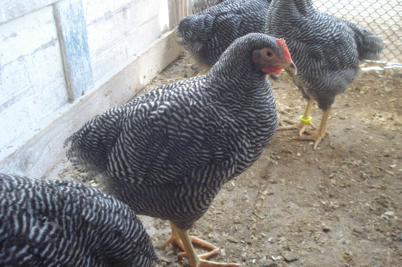  - PUI - TINERET 2017 - SERIA 1