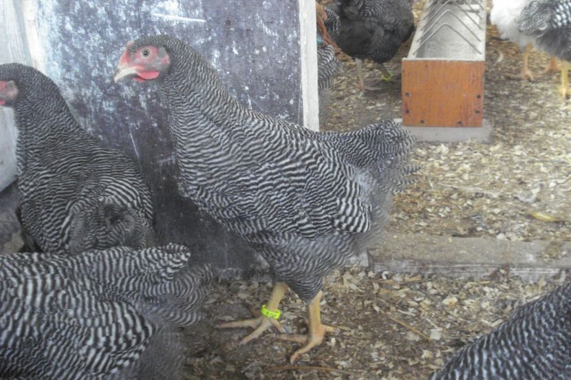  - PUI - TINERET 2017 - SERIA 1