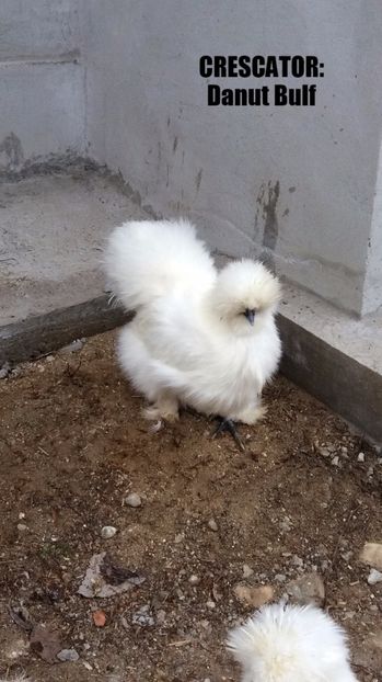 Matase japoneza 2017 - Matase Japoneza Alba MATCA 2017