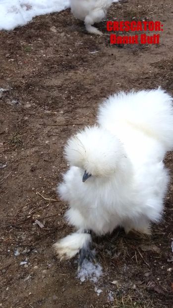 Matase japoneza 2017 - Matase Japoneza Alba MATCA 2017