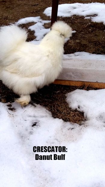 Matase japoneza 2017 - Matase Japoneza Alba MATCA 2017