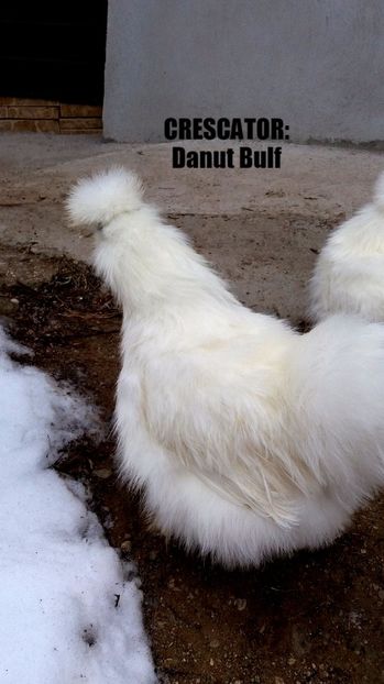 Matase japoneza 2017 - Matase Japoneza Alba MATCA 2017