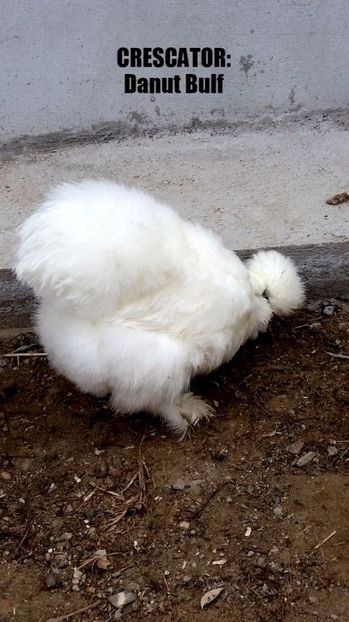 Matase japoneza 2017 - Matase Japoneza Alba MATCA 2017