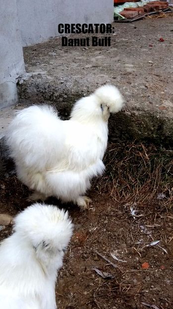 Matase japoneza 2017 - Matase Japoneza Alba MATCA 2017