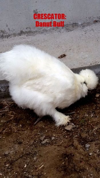 Matase japoneza 2017 - Matase Japoneza Alba MATCA 2017