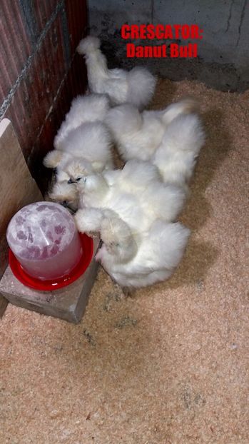 Matase japoneza 2017 - Matase Japoneza Alba MATCA 2017