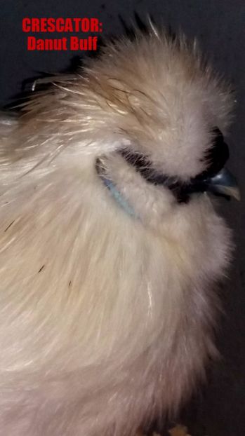 Matase japoneza 2017 - Matase Japoneza Alba MATCA 2017