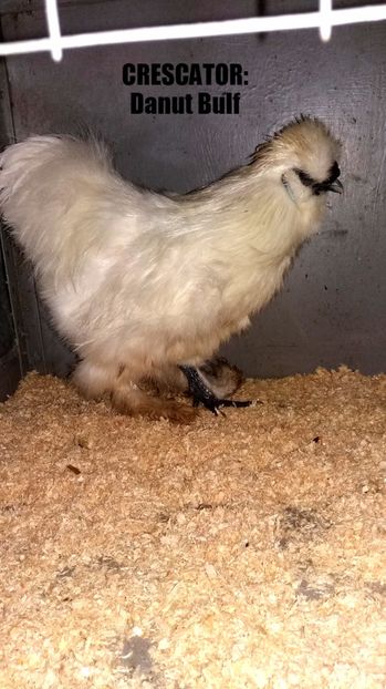 Matase japoneza 2017 - Matase Japoneza Alba MATCA 2017