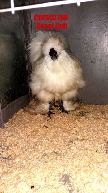 Matase japoneza 2017 - Matase Japoneza Alba MATCA 2017