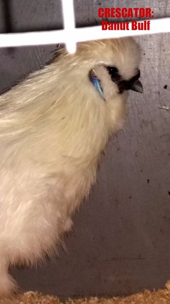 Matase japoneza 2017 - Matase Japoneza Alba MATCA 2017