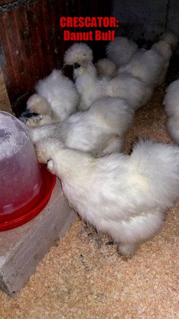 Matase japoneza 2017 - Matase Japoneza Alba MATCA 2017