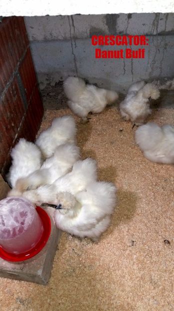 Matase japoneza 2017 - Matase Japoneza Alba MATCA 2017