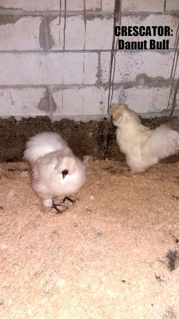 Matase japoneza 2017 - Matase Japoneza Alba MATCA 2017