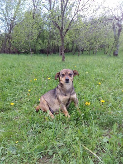 ..... 7 saptamani de gestatie - AAAAAAAAA__DIVA_OSMI URMASUL LUI OSMAN IN MEMORIAM