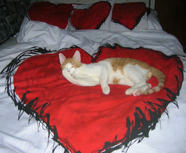 pisic in inima - 006_Valentine - CAT