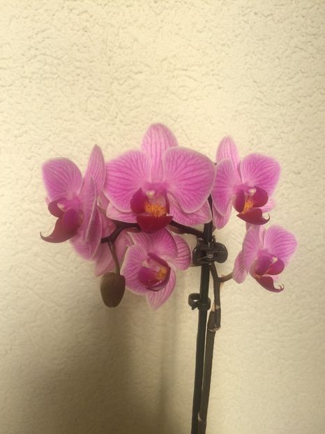  - 9-Orchideele mele