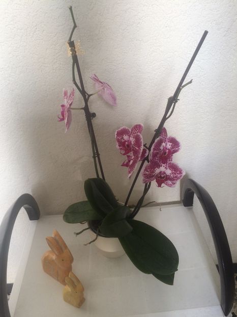  - 9-Orchideele mele