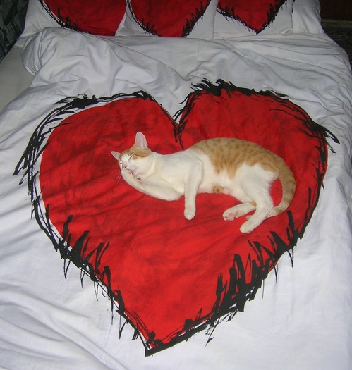 pisic in inima - 006_Valentine - CAT