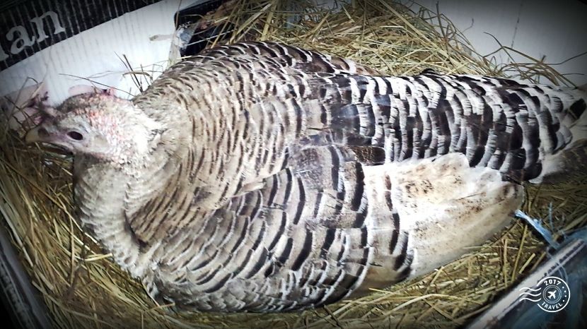 A patra curcă, pusă azi 23 Aprilie 2017 - Curcile 2017