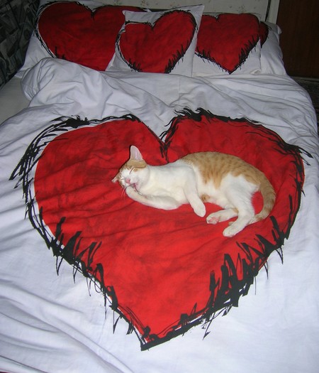 pisic in inima - 006_Valentine - CAT