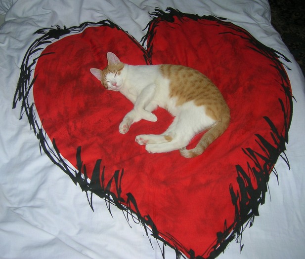 pisic in inima - 006_Valentine - CAT