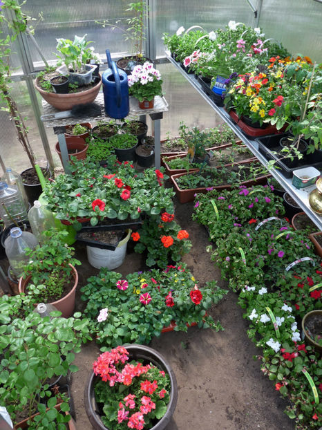 Primavara unde esti? - 2017 - 01 - Primavara