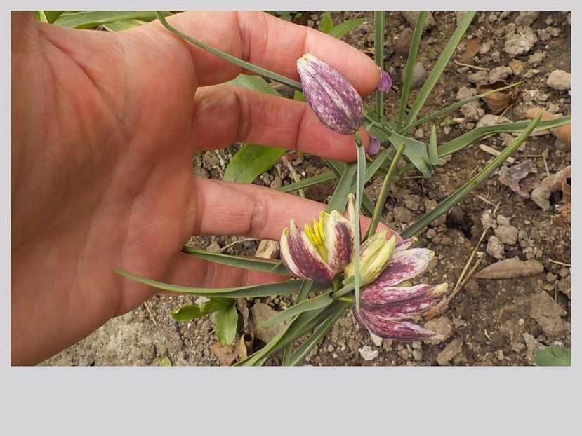  - fritillaria meleagris