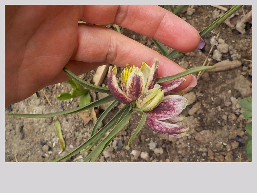  - fritillaria meleagris