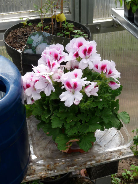 P2070320 - 2017 - 01 - Primavara