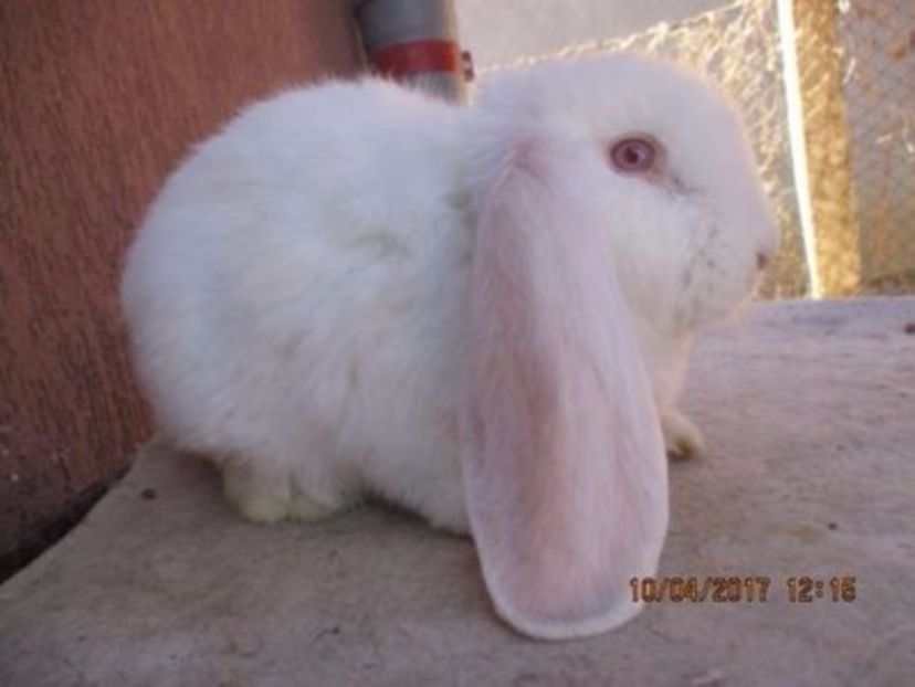 fem.Alba prod.proprie !!! - X ARHIVA IEPURI CE AM AVUT