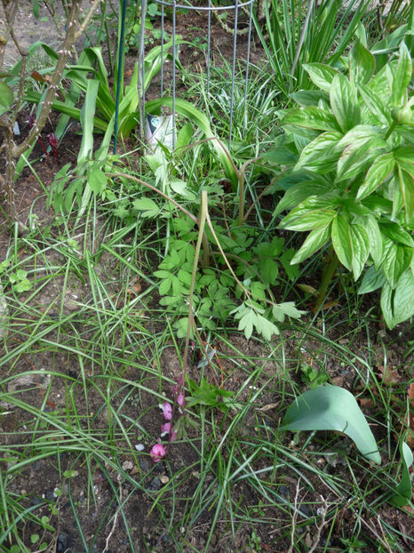 dicentra - Iarna in aprilie 2017