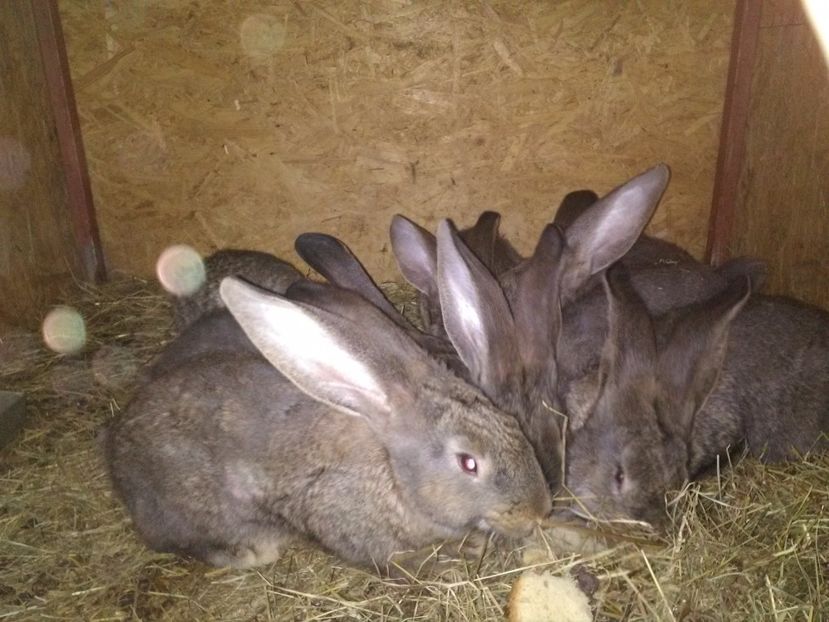 9 saptamani - Cuib ugg fem 1-2017