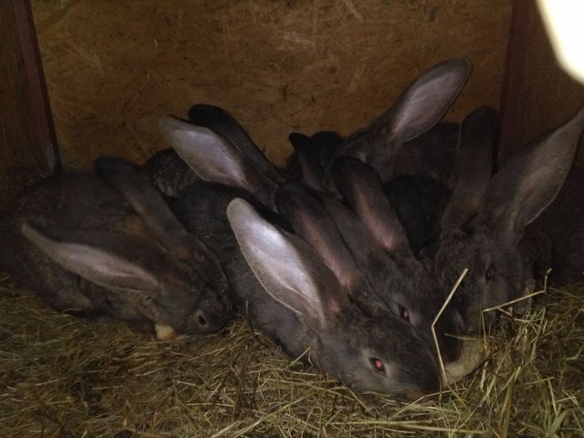  - Cuib ugg fem 1-2017