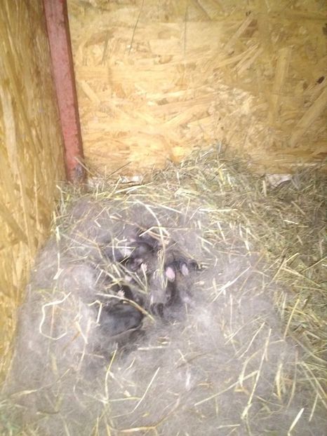  - Cuib ugg fem 1-2017