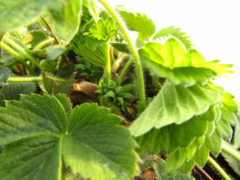 23april 2017 - o - Capsuni