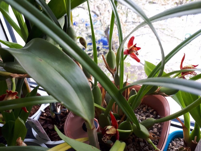 maxillaria tenuifolia 2017.04.22 - maxillaria