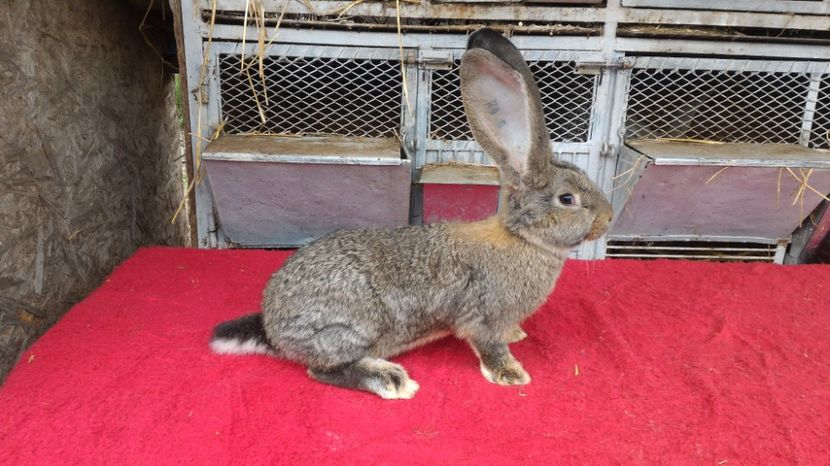 F - RO 8 1748 - Tineret 2017