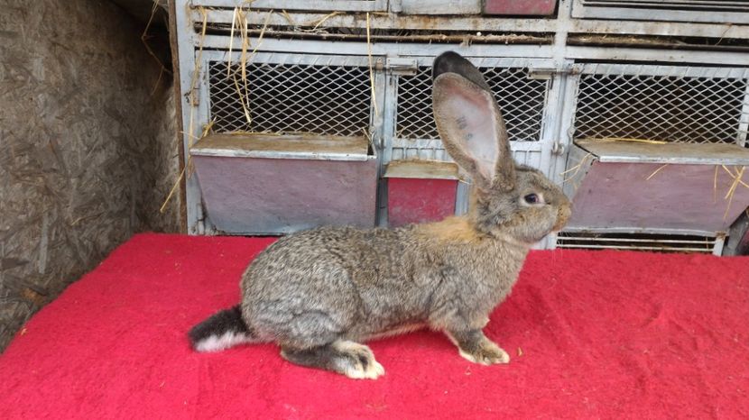 F - RO 8 1748 - Tineret 2017