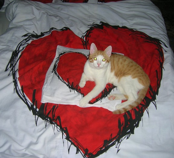 Valentine's... CAT