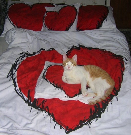 Valentine's... CAT