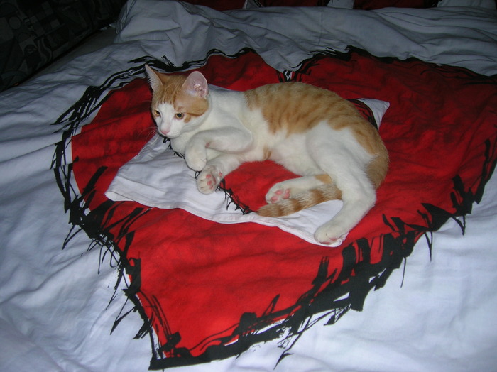 Valentine's... CAT - 006_Valentine - CAT